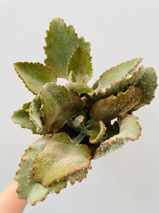 Bilde av Kalanchoe beharensis-Spanne Plantesalg