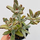Bilde av Kalanchoe ‘Golden Girl’-Spanne Plantesalg