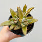 Bilde av Kalanchoe ‘Golden Girl’ 8 cm potte med fat-Spanne Plantesalg