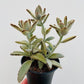 Bilde av Kalanchoe ‘Golden Girl’-Spanne Plantesalg