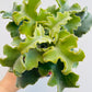 Bilde av Kalanchoe ‘Maltese Cross’-Spanne Plantesalg