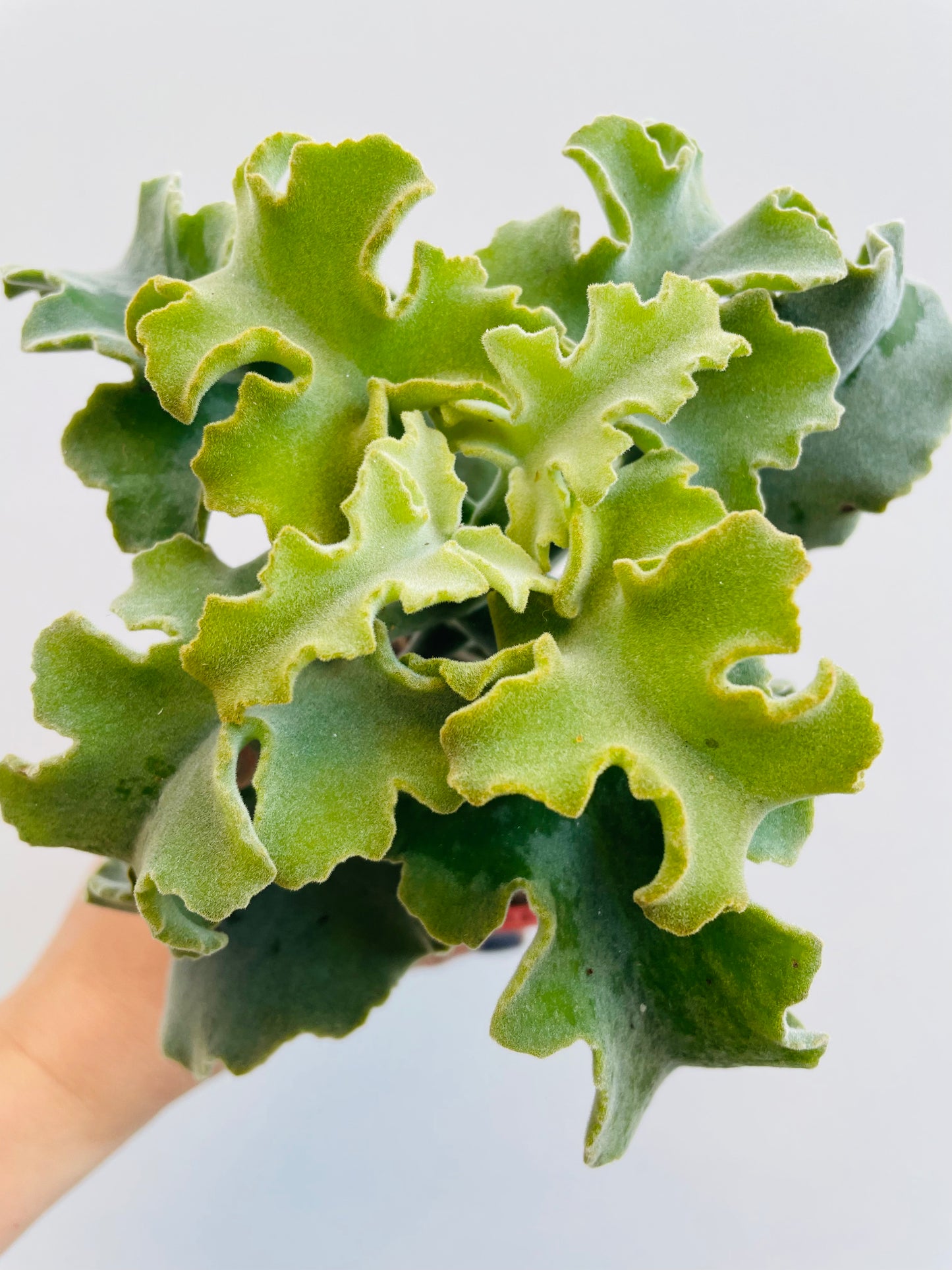 Bilde av Kalanchoe ‘Maltese Cross’-Spanne Plantesalg