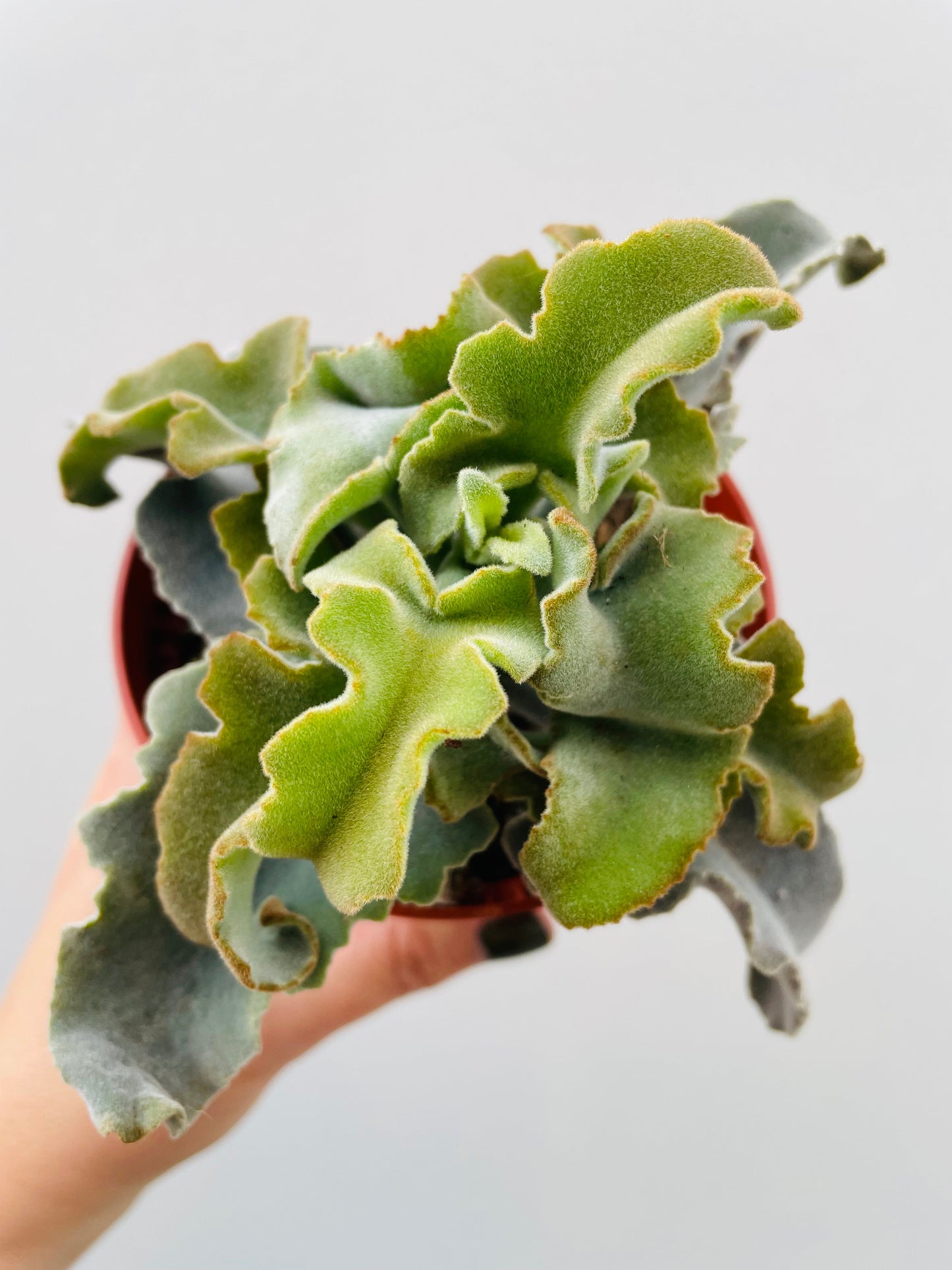 Bilde av Kalanchoe ‘Maltese Cross’-Spanne Plantesalg