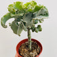 Bilde av Kalanchoe ‘Maltese Cross’-Spanne Plantesalg