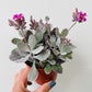 Bilde av Kalanchoe pumila-Spanne Plantesalg
