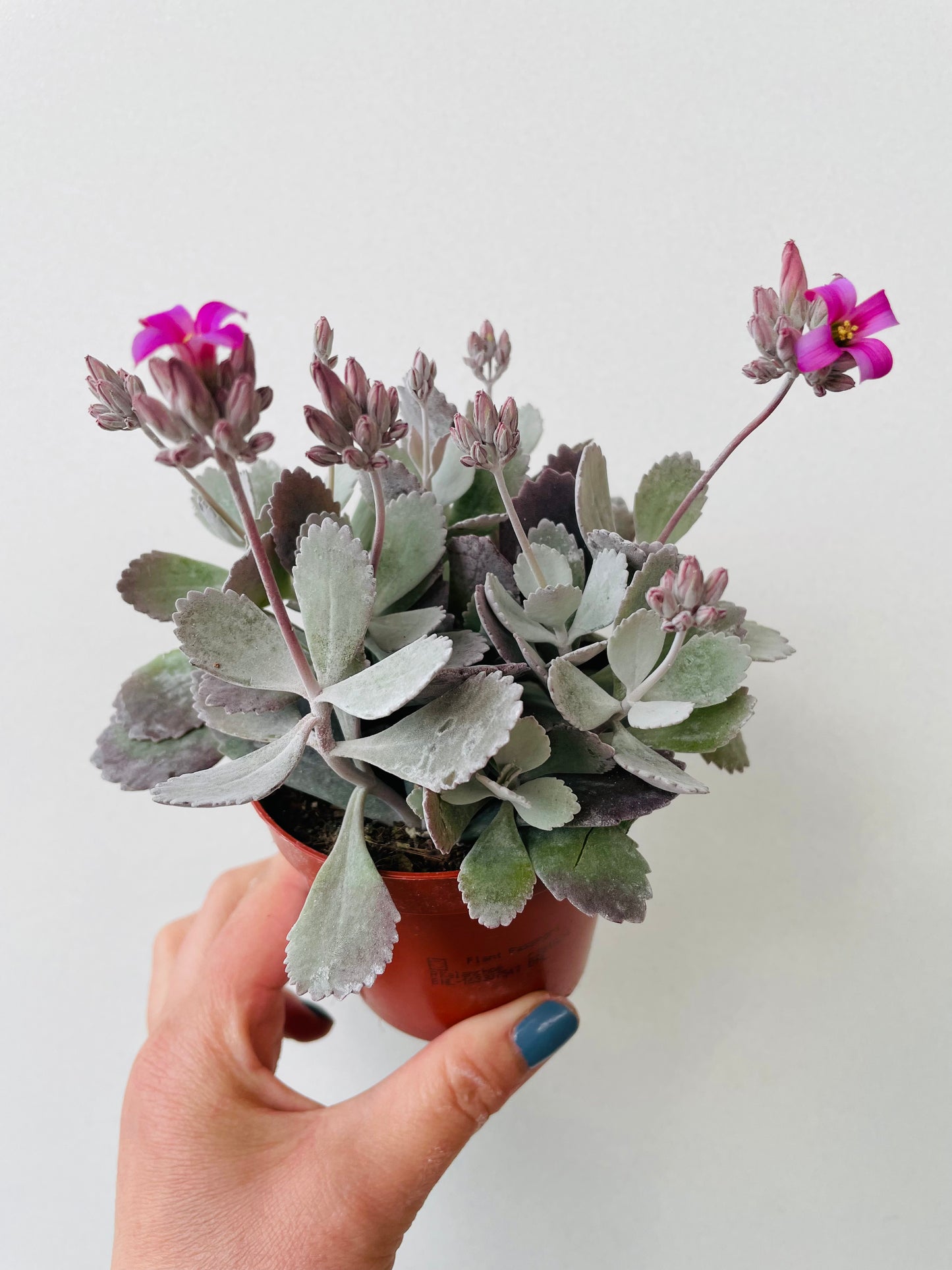 Bilde av Kalanchoe pumila-Spanne Plantesalg