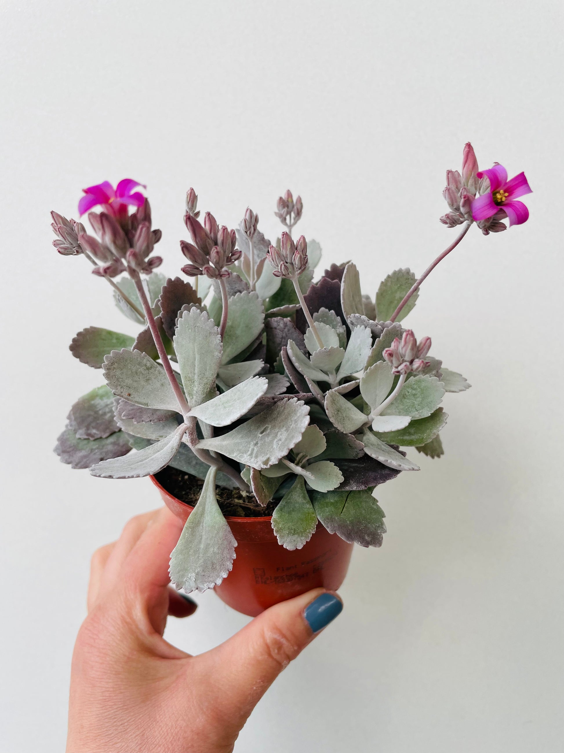 Bilde av Kalanchoe pumila-Spanne Plantesalg