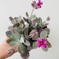 Bilde av Kalanchoe pumila-Spanne Plantesalg