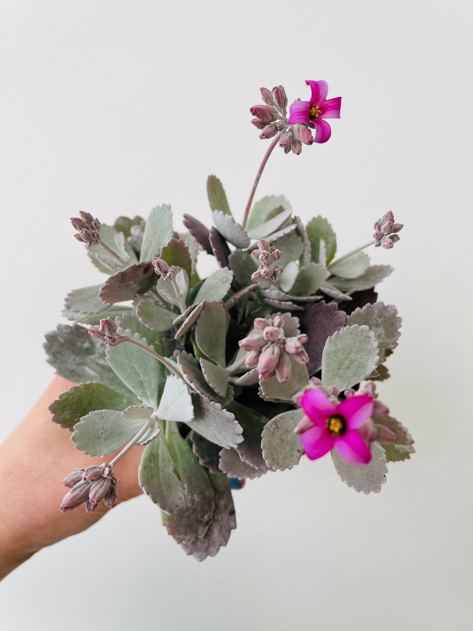 Bilde av Kalanchoe pumila-Spanne Plantesalg