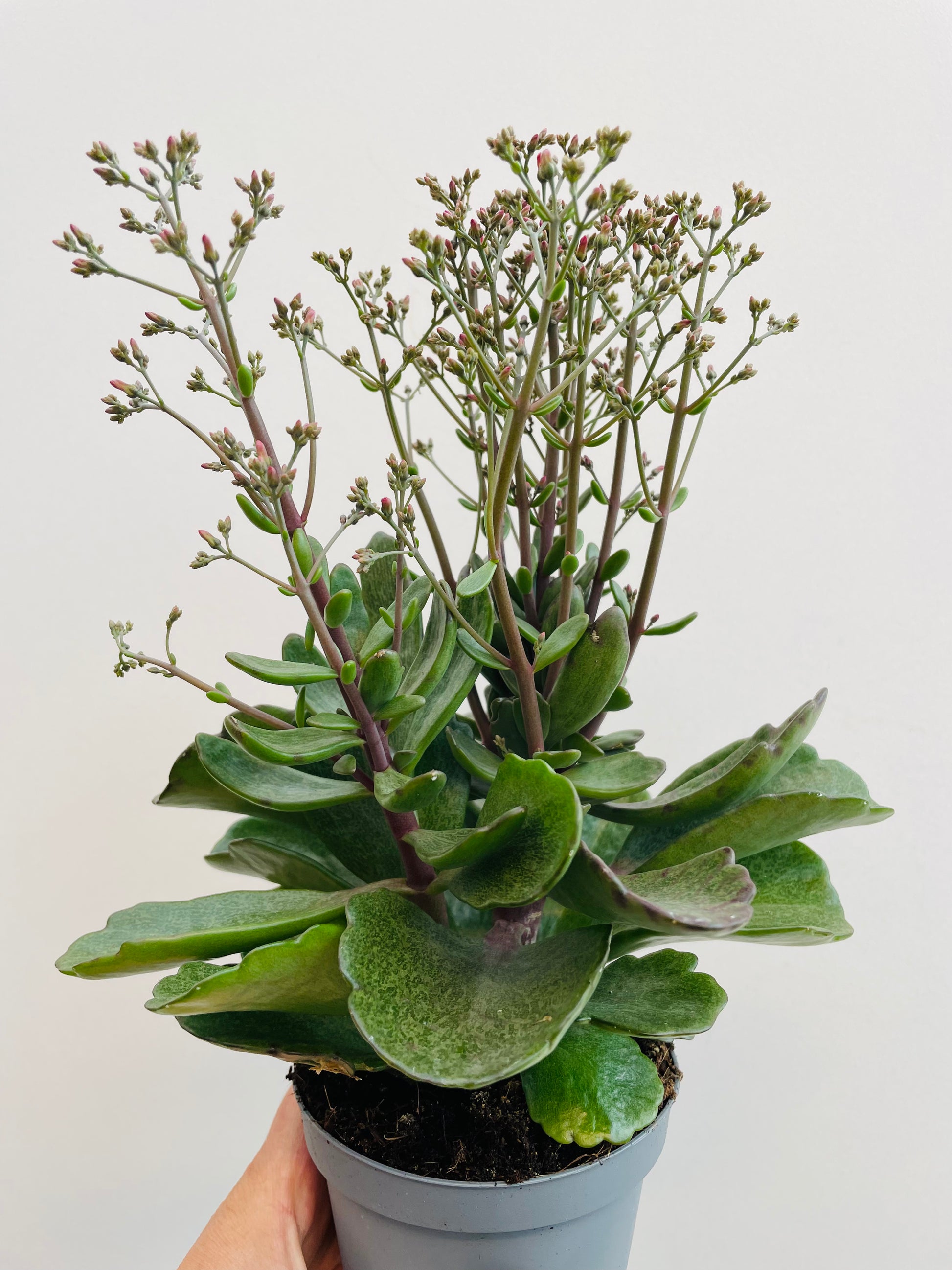 Bilde av Kalanchoe ‘Surprising Canyon’-Spanne Plantesalg
