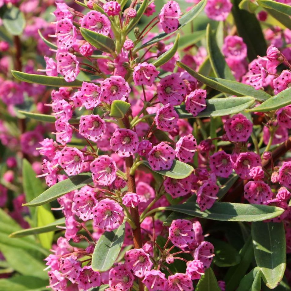 Bilde av Kalmia angustifolia 'Rubra'-Spanne Plantesalg