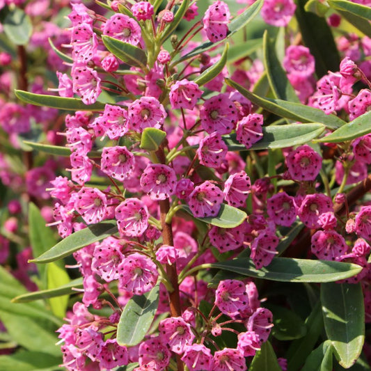 Bilde av Kalmia angustifolia 'Rubra'-Spanne Plantesalg
