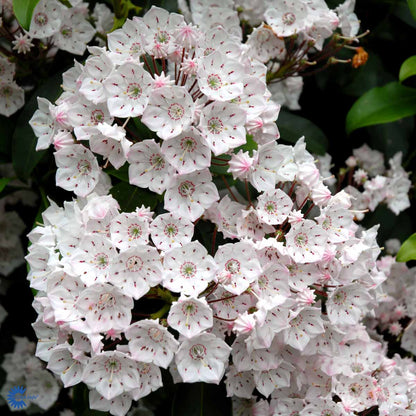 Bilde av Kalmia latifolia-Spanne Plantesalg