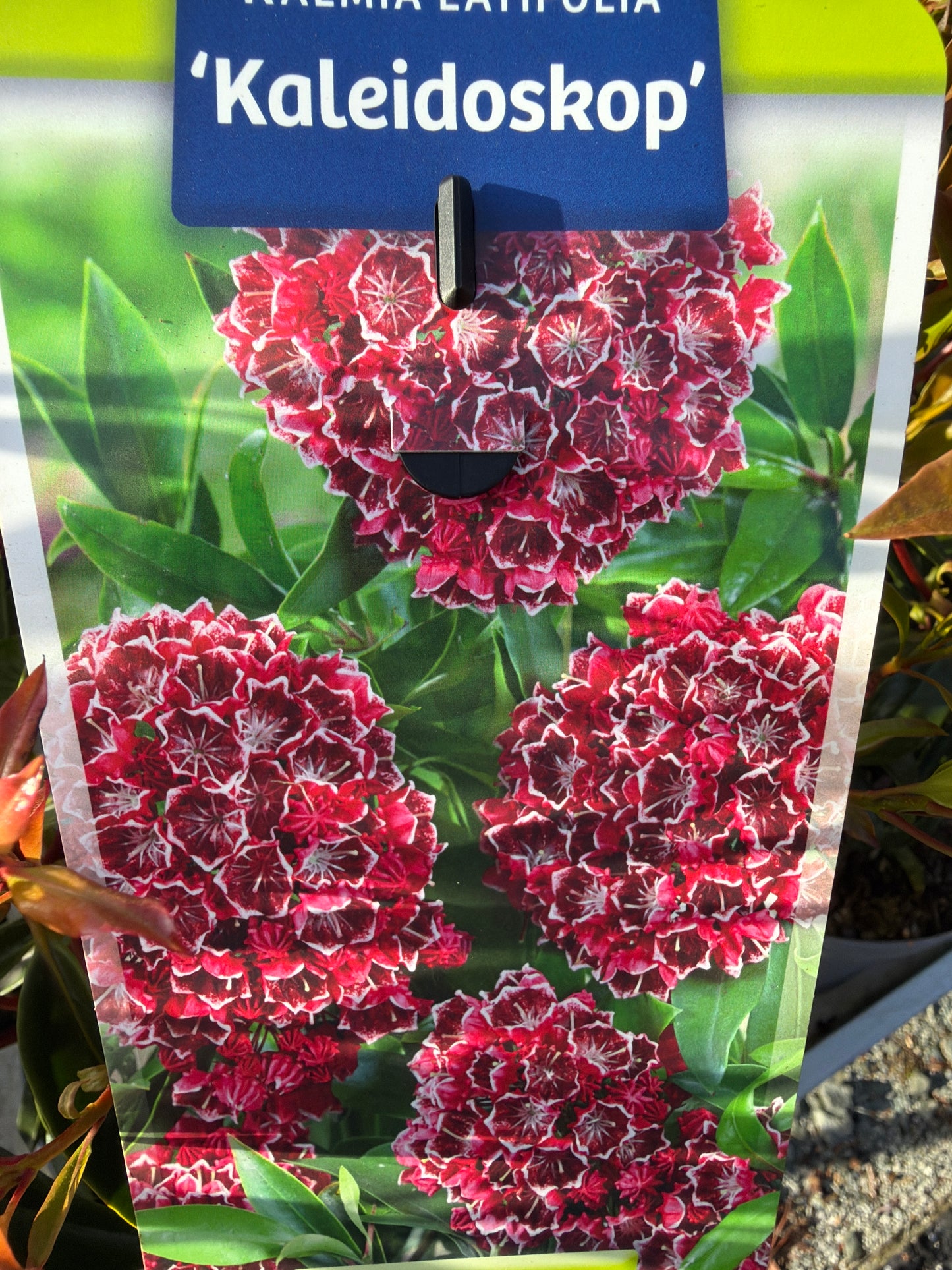Bilde av Kalmia latifolia-Spanne Plantesalg