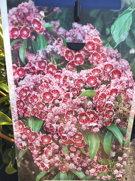 Bilde av Kalmia latifolia Pinwheel-Spanne Plantesalg