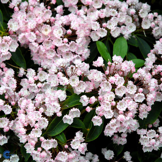Bilde av Kalmia latifolia-Spanne Plantesalg