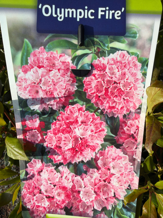 Bilde av Kalmia latifolia-Spanne Plantesalg
