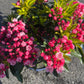 Bilde av Kalmia-Spanne Plantesalg