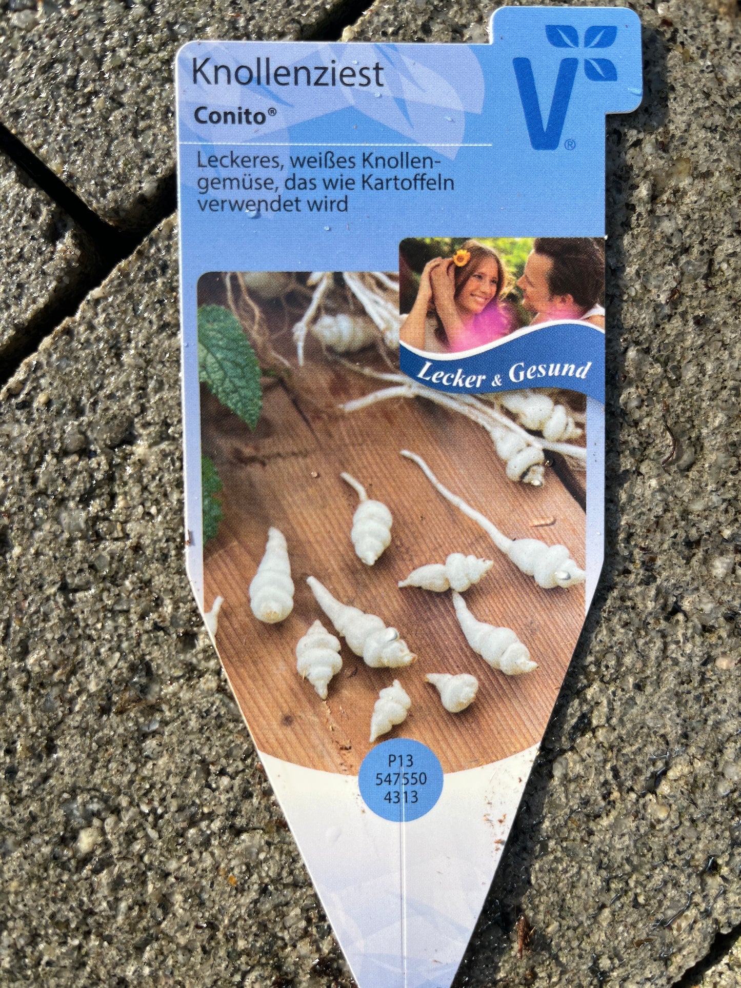 Bilde av KINASKOKK Stachys sieboldii Conito-Spanne Plantesalg