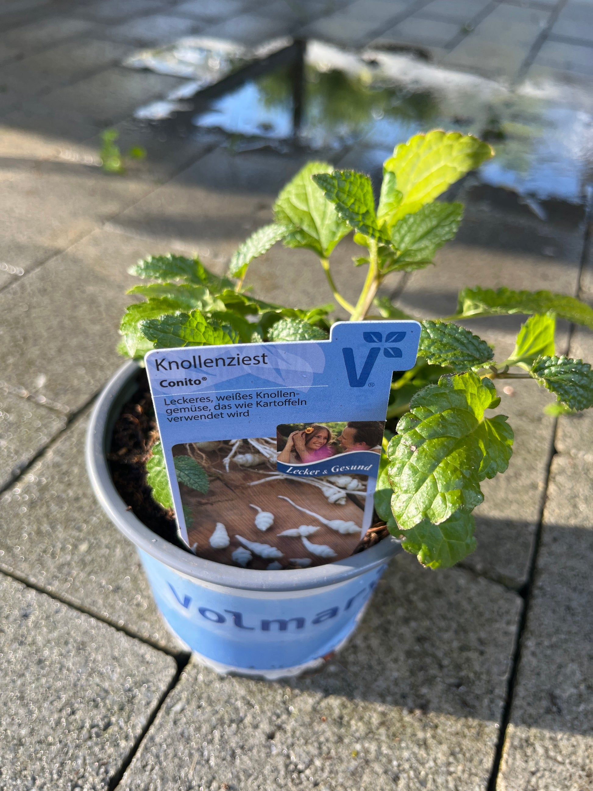 Bilde av KINASKOKK Stachys sieboldii Conito-Spanne Plantesalg