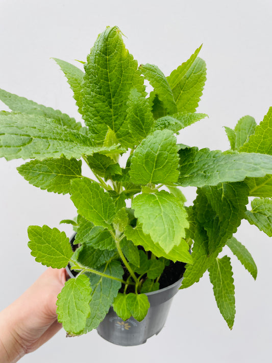 Bilde av Kinaskokk-Spanne Plantesalg