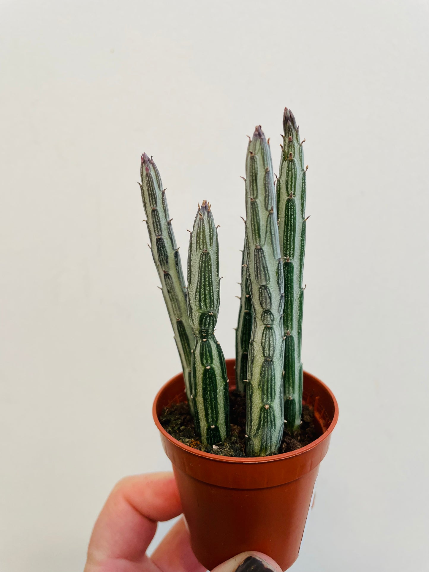 Bilde av Kleinia stapeliiformis-Spanne Plantesalg