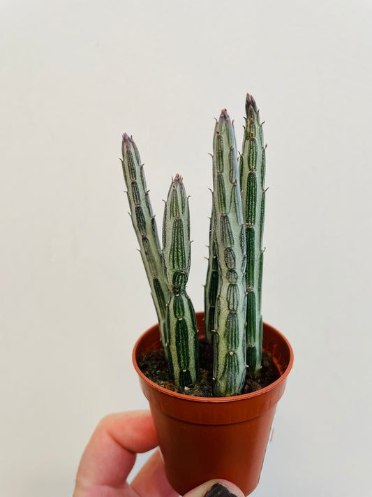 Bilde av Kleinia stapeliiformis-Spanne Plantesalg