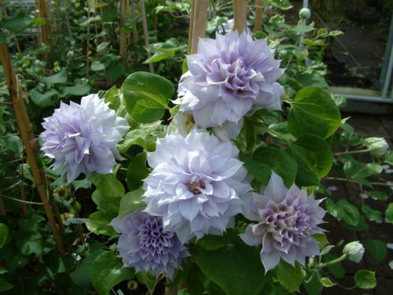 Bilde av Clematis 'Belle of Woking'-Spanne Plantesalg