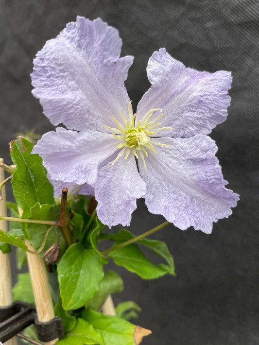 Bilde av Clematis 'Blekitny Aniol'-Spanne Plantesalg