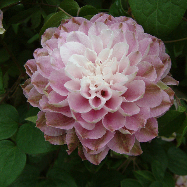 Bilde av Clematis 'Dancing Smile' ®-Spanne Plantesalg