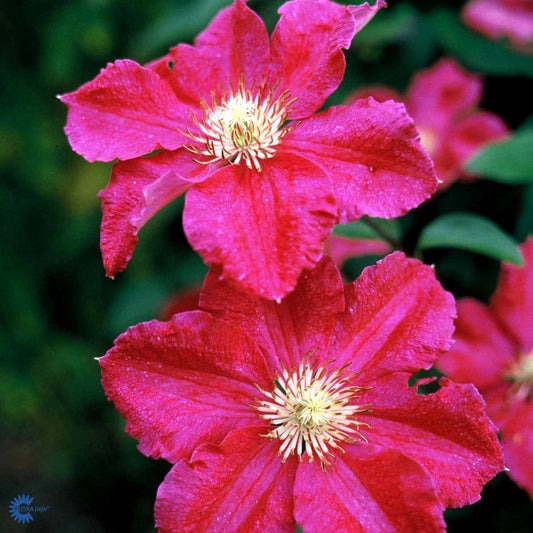 Bilde av CLEMATIS ERNEST MARKHAM-Spanne Plantesalg