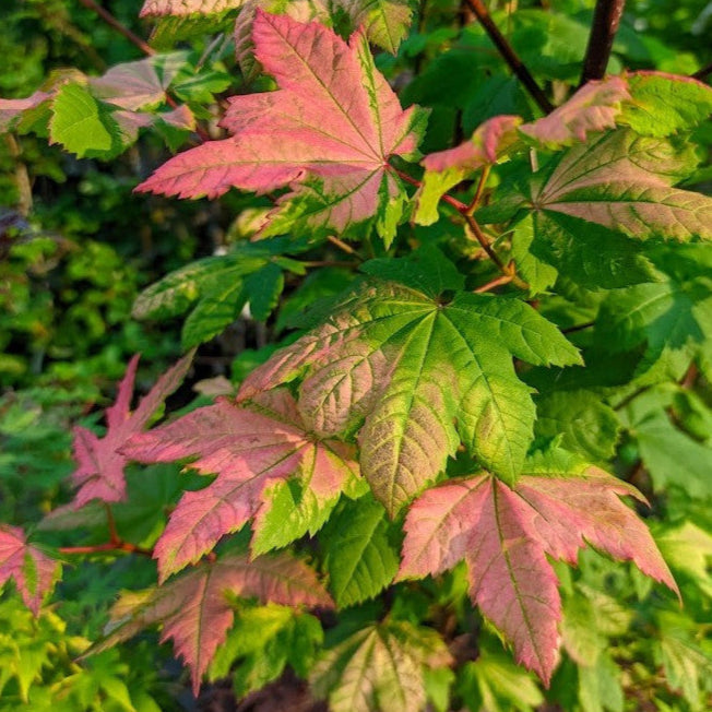 Bilde av Acer circinatum 'Pinky'-Spanne Plantesalg