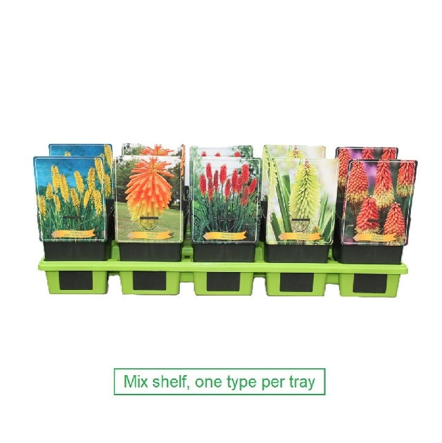 Bilde av Kniphofia-Spanne Plantesalg