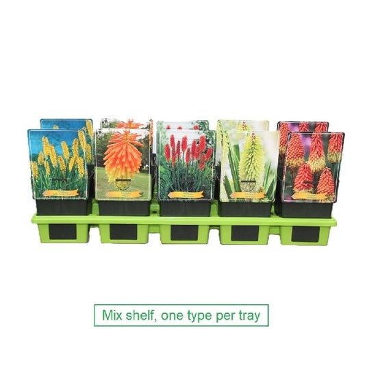 Bilde av Kniphofia-Spanne Plantesalg