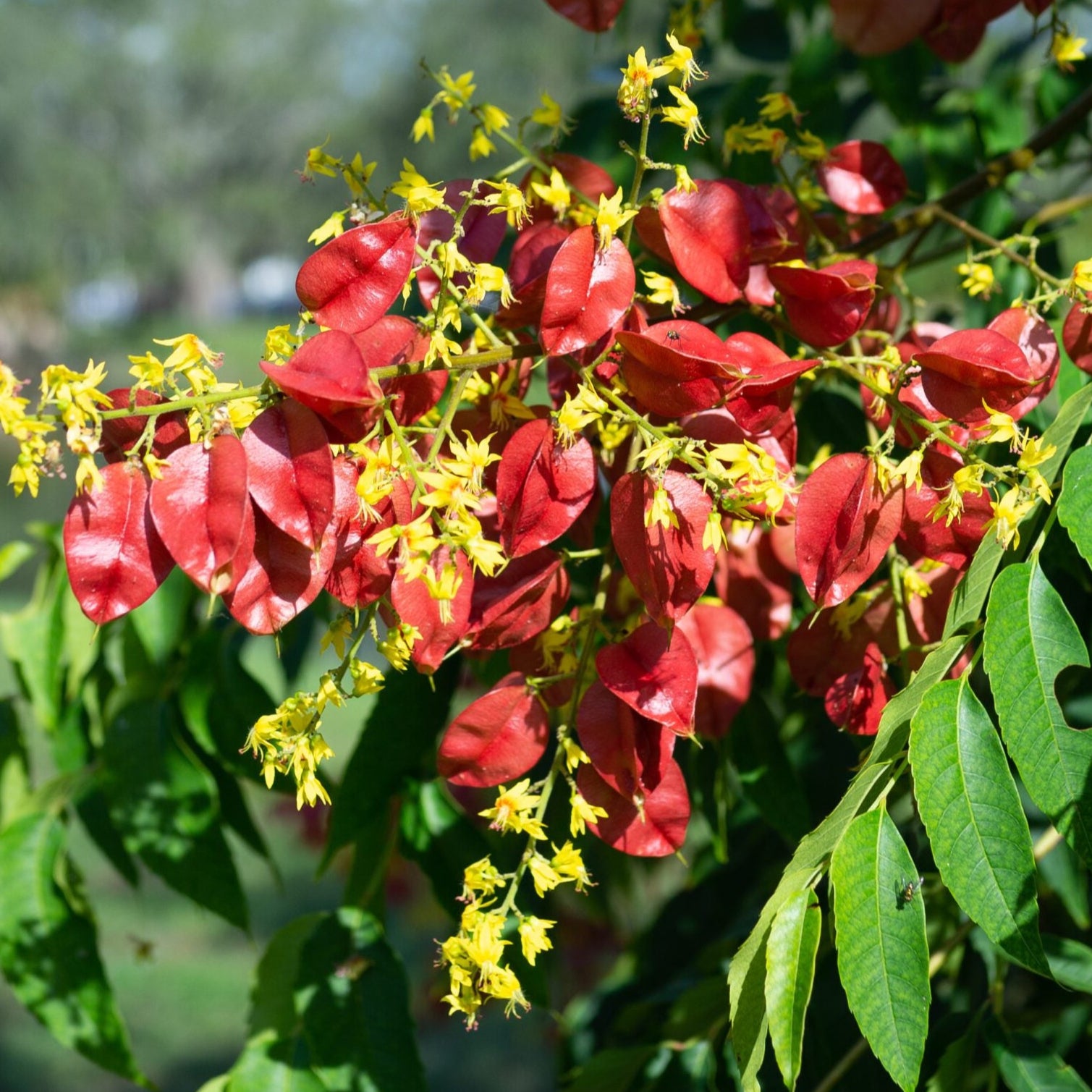 Bilde av Koelreuteria paniculata-Spanne Plantesalg