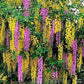 Bilde av Laburnocytisus adamii 175-200cm st-Spanne Plantesalg