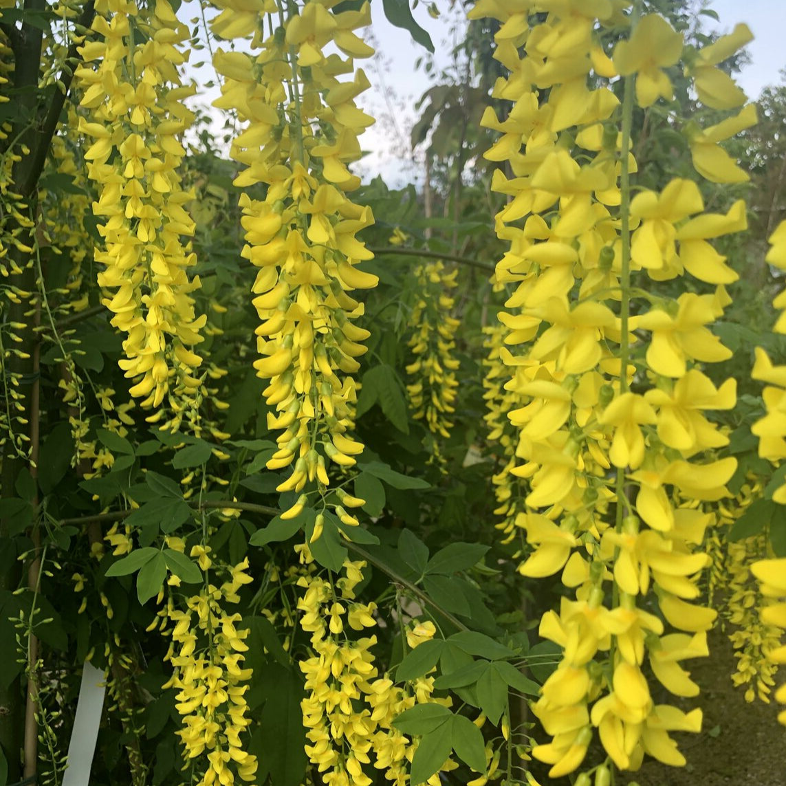 Bilde av Laburnum wat. 'Vossii'-Spanne Plantesalg