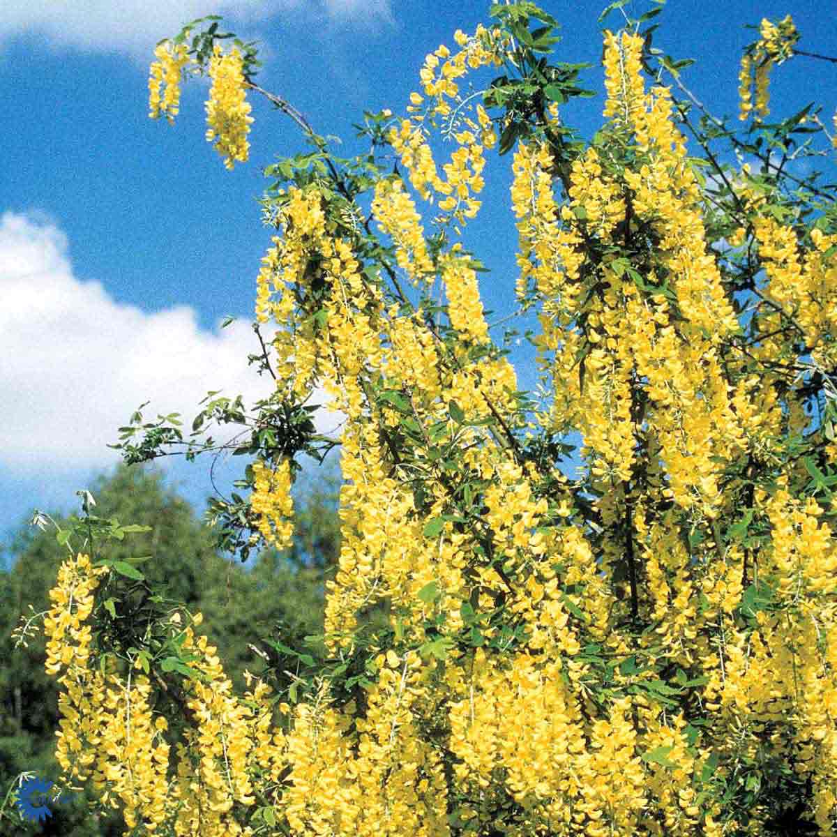 Bilde av Laburnum x watereri 'Vossii'-Spanne Plantesalg