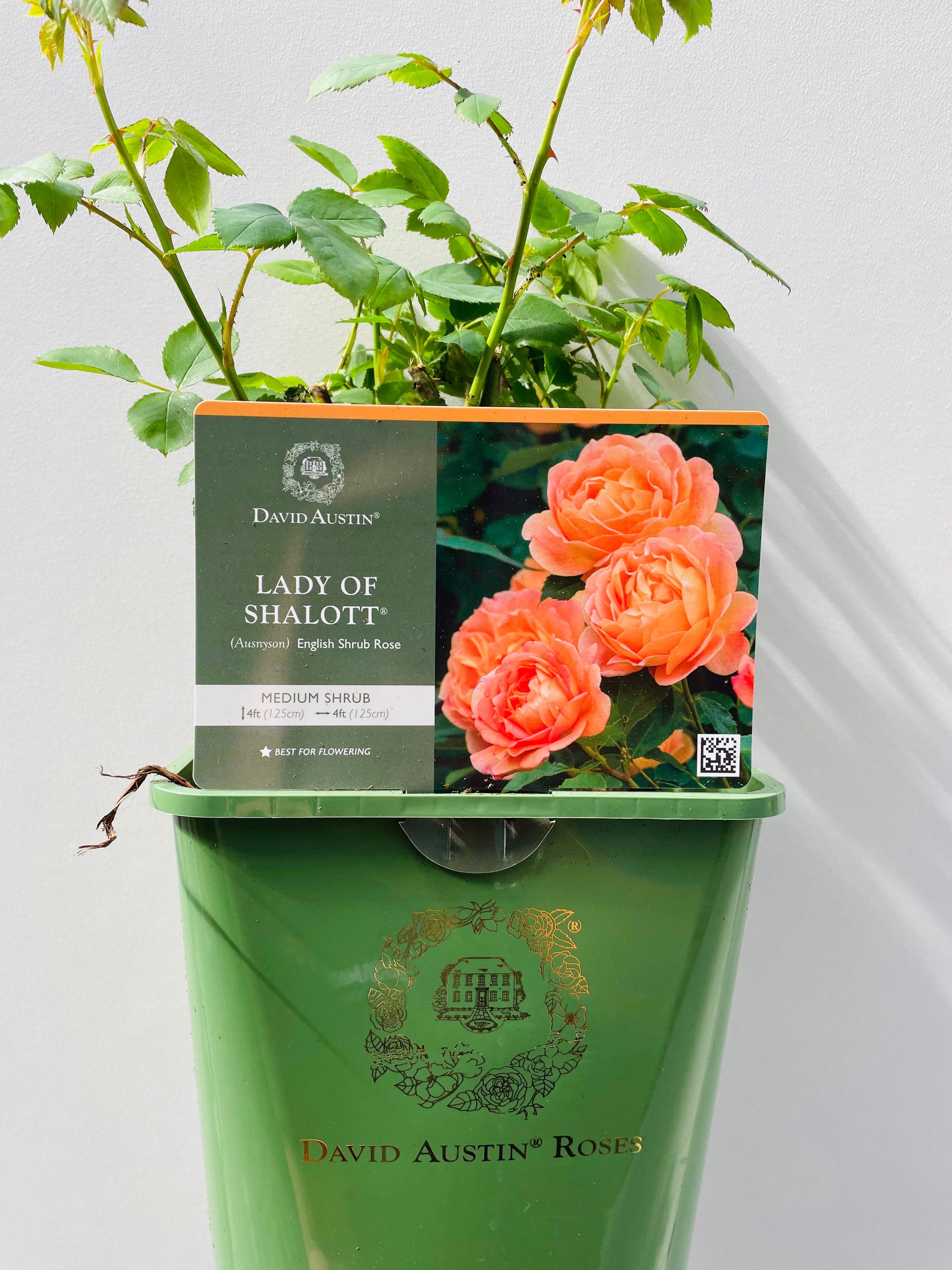 Bilde av Lady Of Shalott, David Austin Roses-Spanne Plantesalg