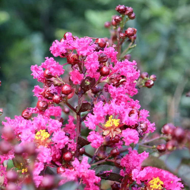 Bilde av Lagerstroemia x 'Pink Velour'-Spanne Plantesalg