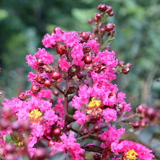 Bilde av Lagerstroemia x 'Pink Velour'-Spanne Plantesalg