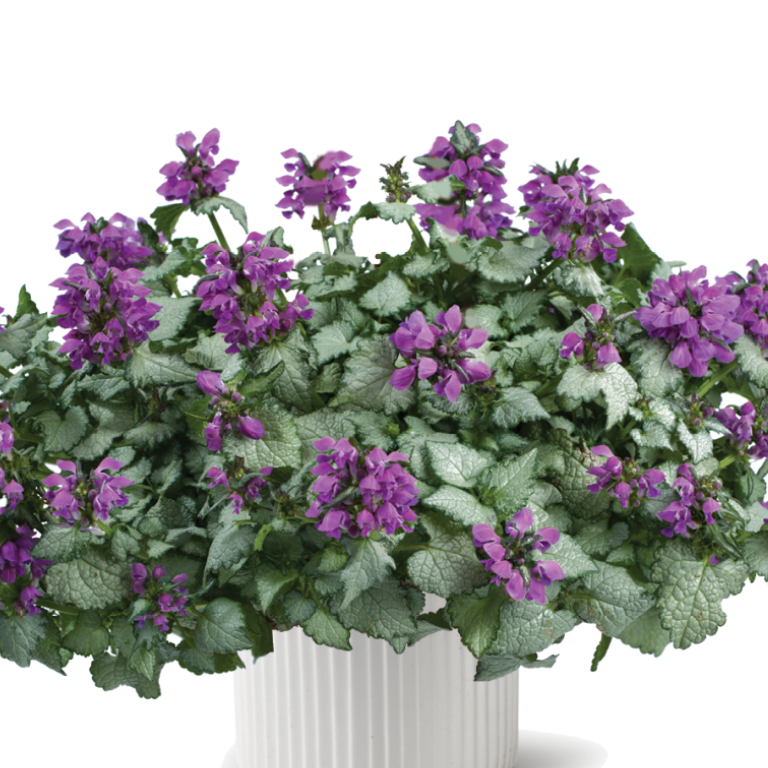 Bilde av Lamiastrum Lami™ Dark Purple Pris pr 2 stk-Spanne Plantesalg