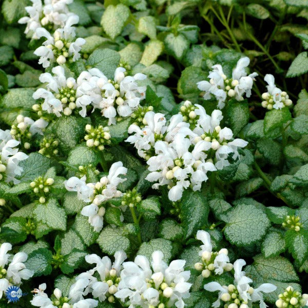 Bilde av Lamiastrum White Nancy-Spanne Plantesalg