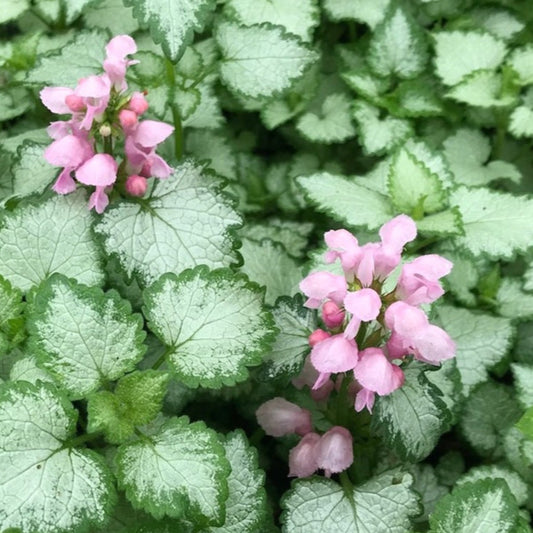 Bilde av Lamium mac. 'Pink Pewter'-Spanne Plantesalg