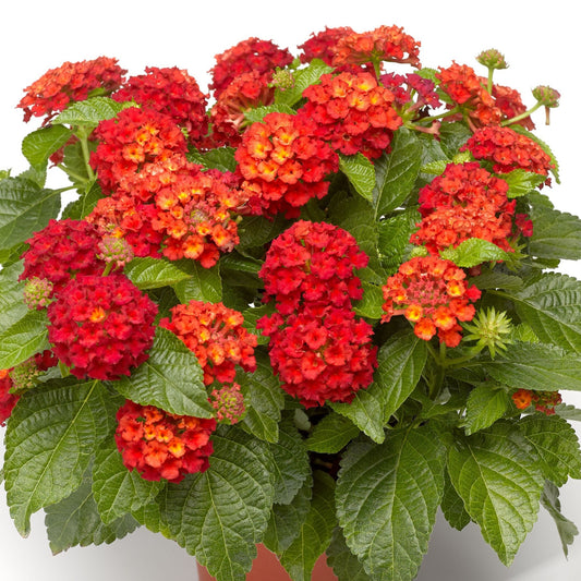Bilde av Lantana Lantropics® Red Pris pr 2 stk-Spanne Plantesalg