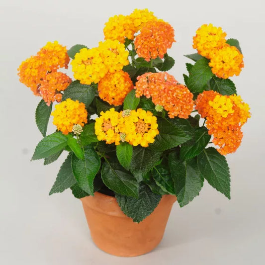 Bilde av Lantana Lantropics® Sunrise Pris pr 2 stk-Spanne Plantesalg
