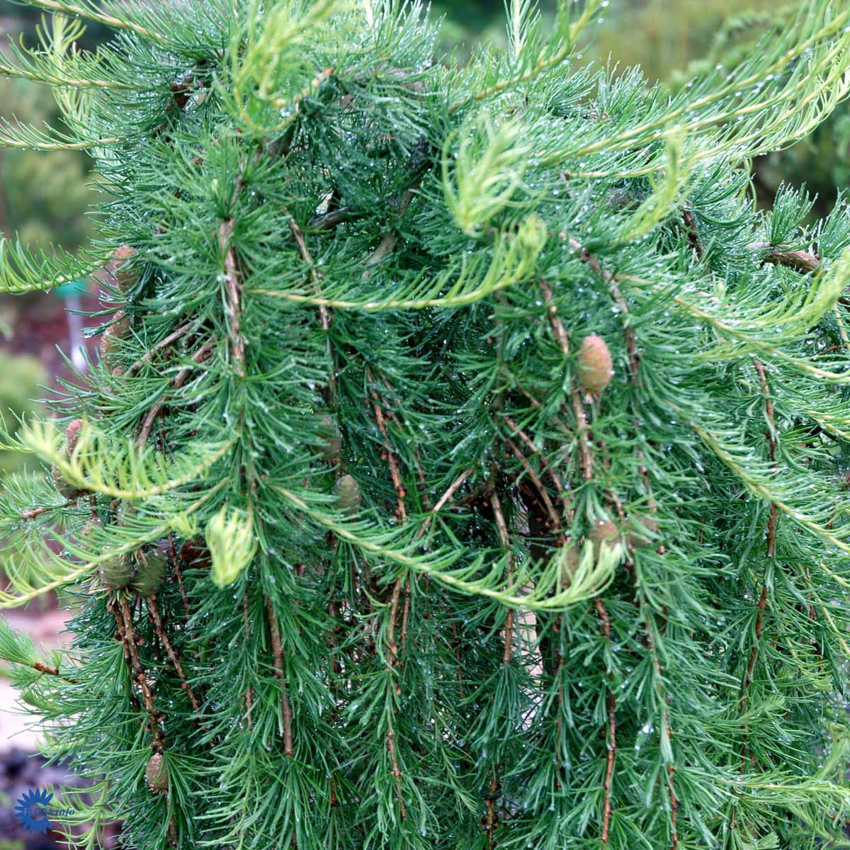 Bilde av Larix decidua 'Puli'-Spanne Plantesalg