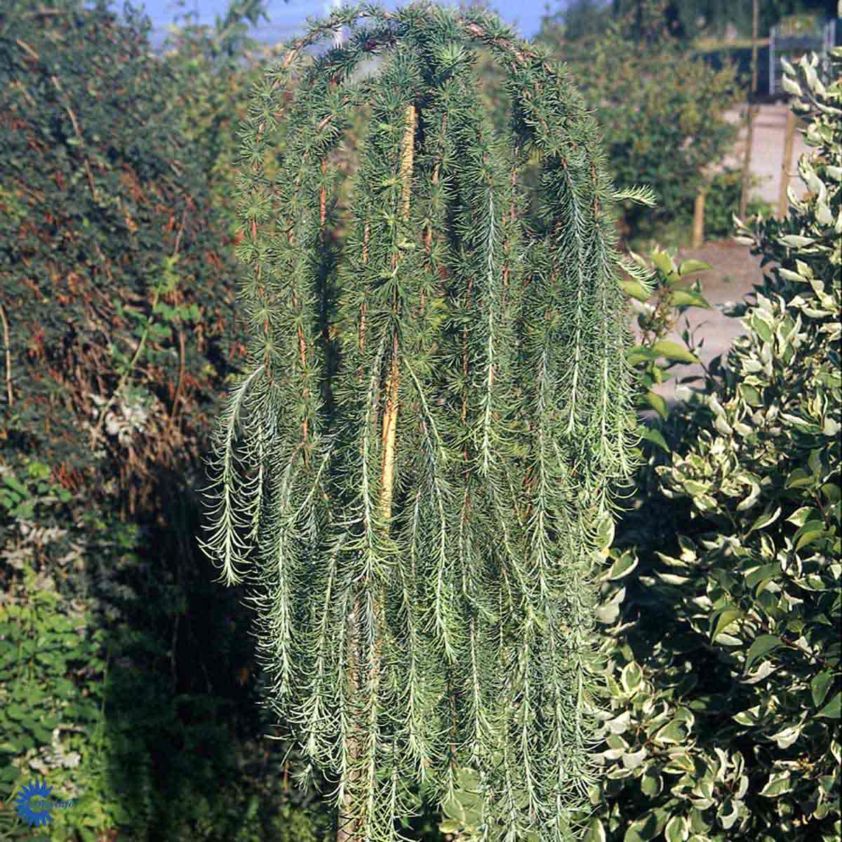 Bilde av Larix decidua 'Puli'-Spanne Plantesalg