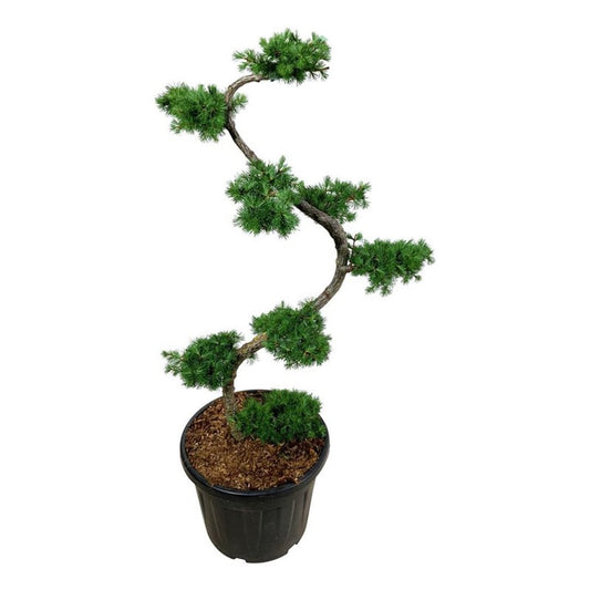 Bilde av Larix kaempferi bonsai-Spanne Plantesalg