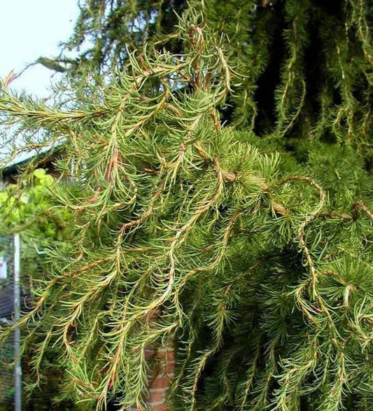 Bilde av Larix kaempf. 'Diana'-Spanne Plantesalg